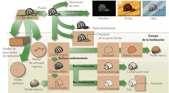 [procesos de fosilizacion[9].png]