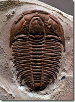 trilobites