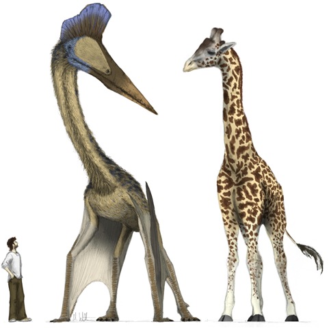 [pterosaurio[5].jpg]