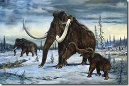 mamut mamut