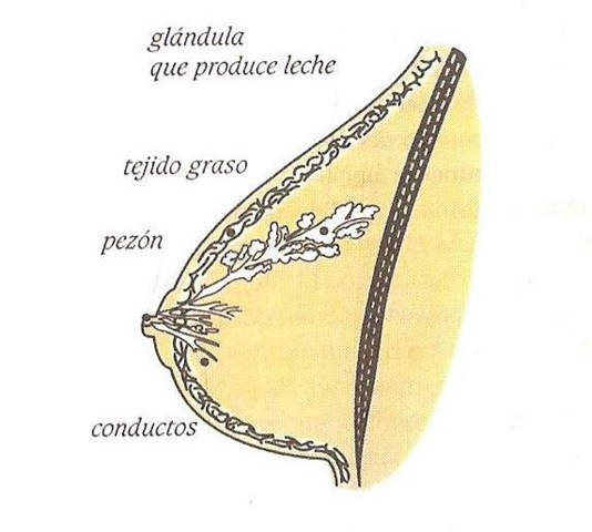 [Glandula mamaria[5].jpg]