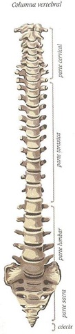 [Partes columna vertebral[12].jpg]