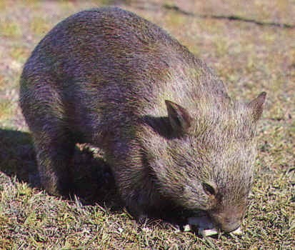 [marsupial australiano[2].jpg]