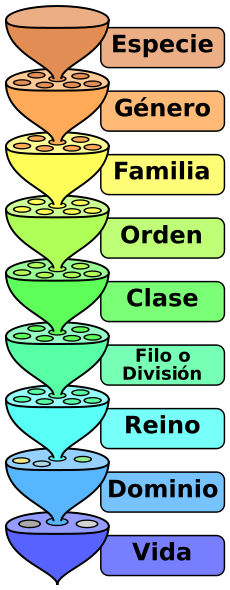 [clasificacion cientifica jerarquia taxonomia[5].png]