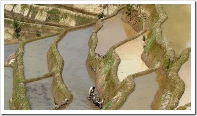 Yuanyang Rice Terrace
