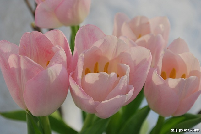 [tulip4.jpg]
