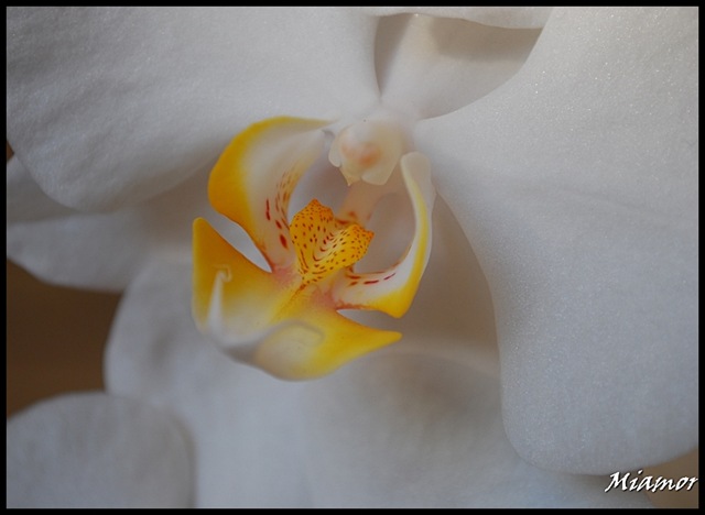 [orkidee[4].jpg]