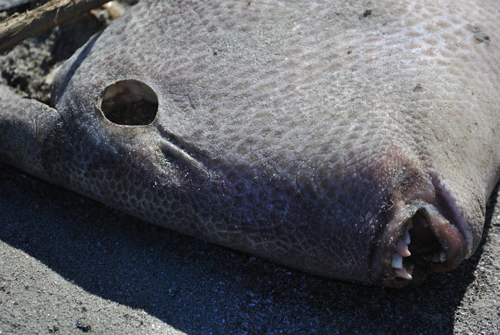 Gray Triggerfish