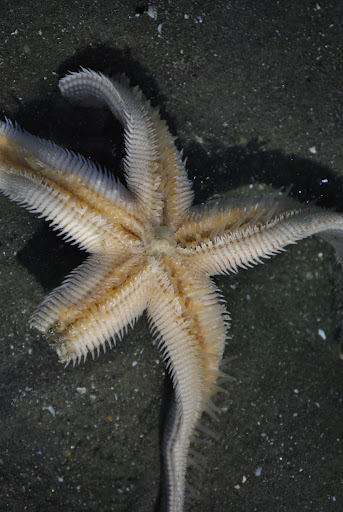 Grey Sea Star