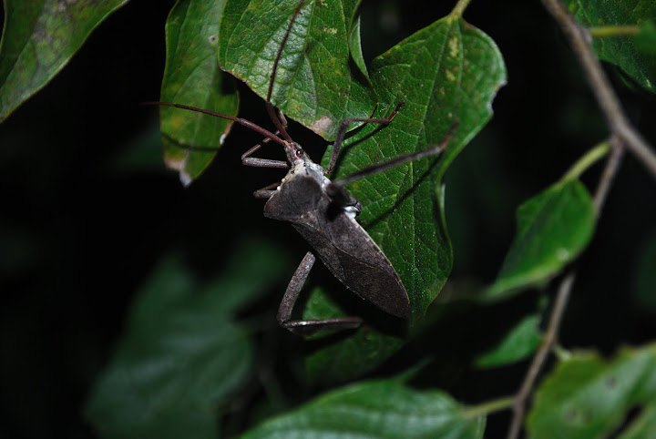 Leaf-footed Bug
