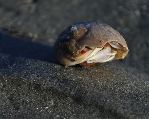 Long-wristed Hermit Crab