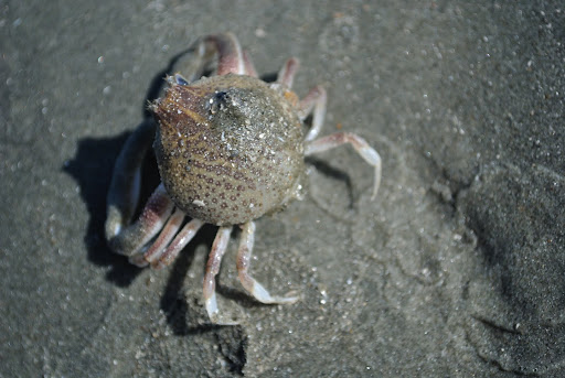 Spider Crab