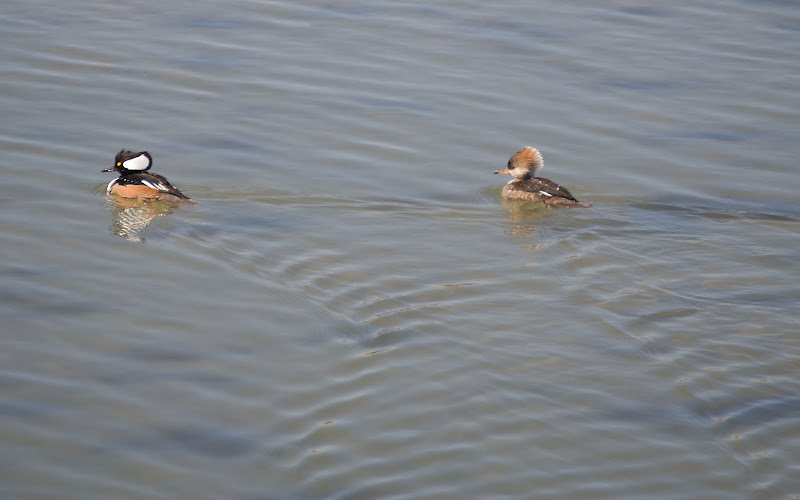 Mergansers