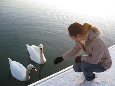 pipi make friends with Swan
