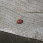 Seven-Spotted Ladybug