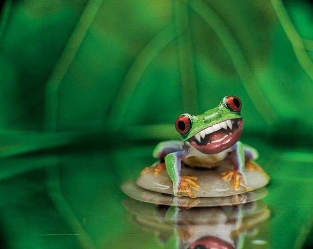 38 imagens divertidas, inusitadas, bizarras, incomuns e loucas