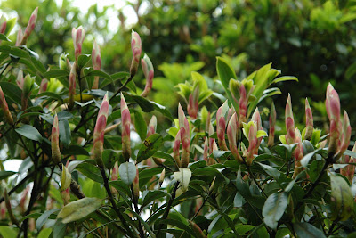 Spring Arriving at Caoshan