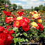 Rosarium Sangerhausen