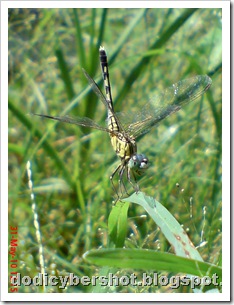 litle dragonfly 05