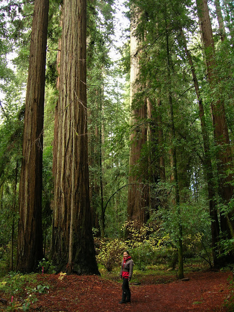 Serena enjoys the redwoods
