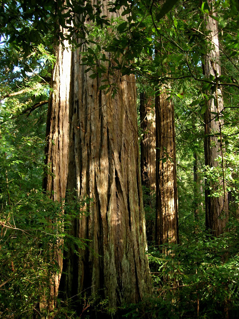 Redwoods on the Jackson Flats Trail
