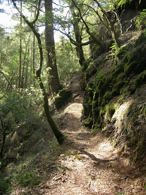 Narrow single track on the Canyon Trail