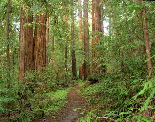 Lush redwood forest