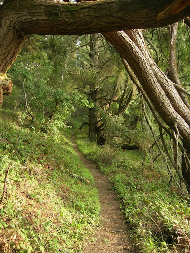Brook Loop Trail