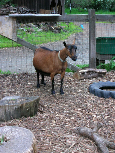 Goat, Ive seen staff milking goats in the morning