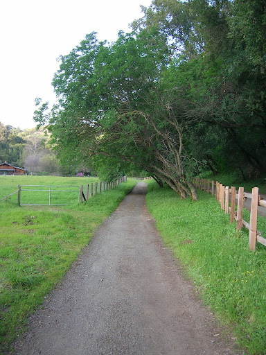 Pathway alongside goat grazing pastures