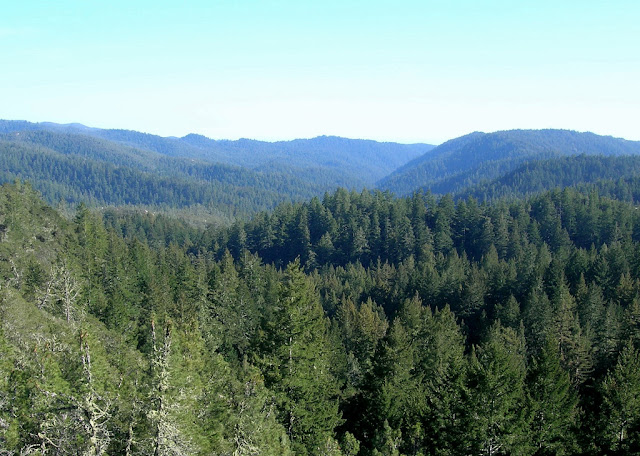 Waddell Creek Canyon
