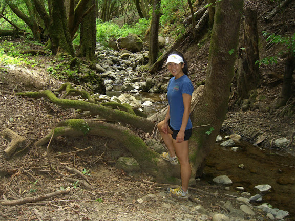Lush forest next to the stream