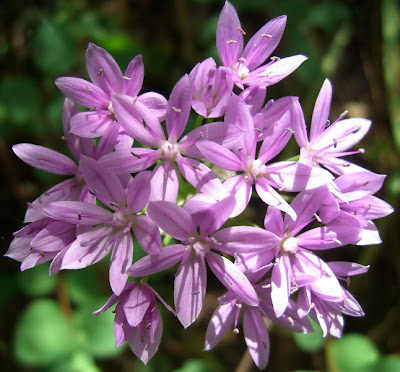 Wildflowers still in bloom