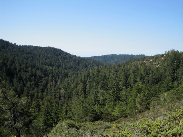 View of Little Butano Canyon