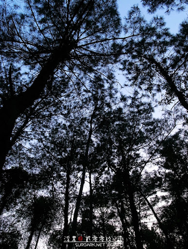20090107松.jpg