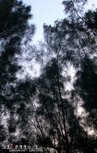 20090107松2.jpg