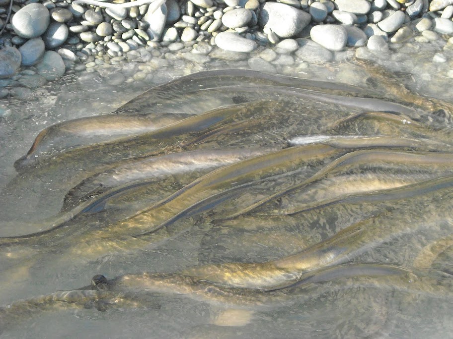 forsyth bait and tackle