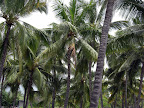 Palm trees