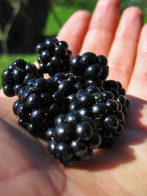 [blackberry_hand[3].png]