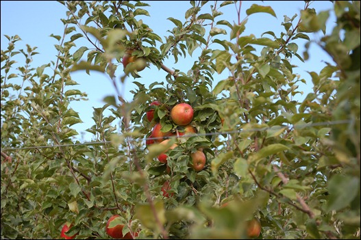 Summer Picking 2010 295