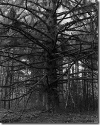 adams-photo4-001 adams-photo4-001
