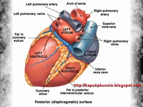 Anatomi Jantung