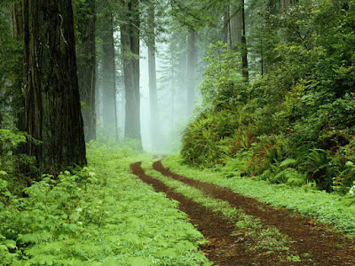 http://lh6.ggpht.com/_hHJcbXqIyiM/TFJLZCWbGYI/AAAAAAAACK4/vi-Gk_IqZmg/s400/Forest.jpg
