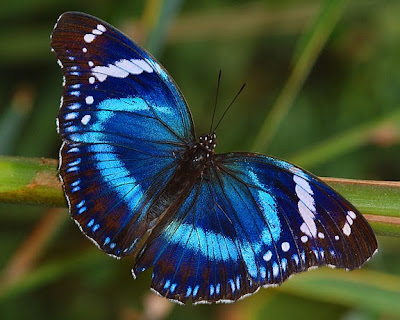 http://lh6.ggpht.com/_hHJcbXqIyiM/TGy_-sY359I/AAAAAAAACew/FgibGgJp-XM/s400/Tanzanian%20diadem%20%2819%29.jpg