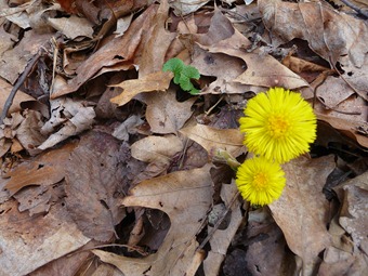 Coltsfoot 001