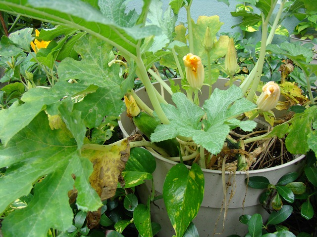 [DSC072233.jpg]