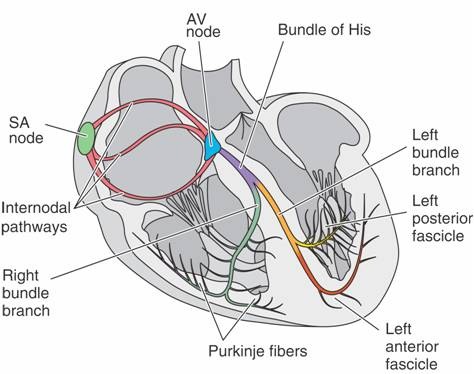 [heart[2].jpg]