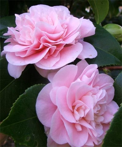 [pink-flower-camellia[2].jpg]