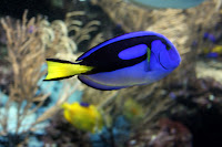 Dory