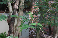 IMG_4792.JPG